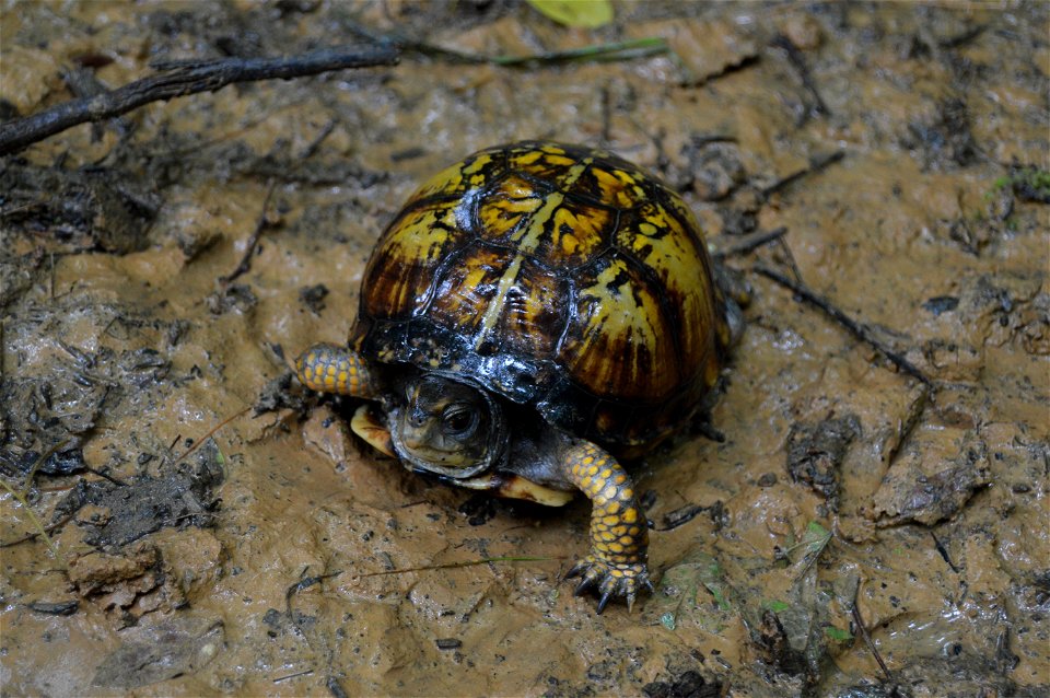 A box turtle sits in the mud of the hiking trail to Battery Rock in rural Hardin County, Illinois, United States.