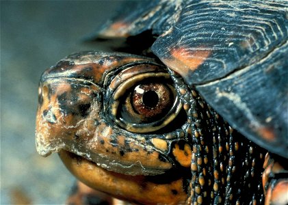 Photo of an Eastern Box Turtle (Terrapene carolina carolina)