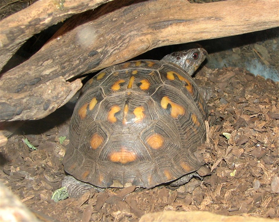 Eastern Box Turtle - Terrapene carolina carolina