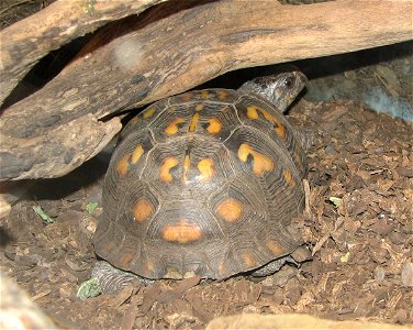 Eastern Box Turtle - Terrapene carolina carolina photo