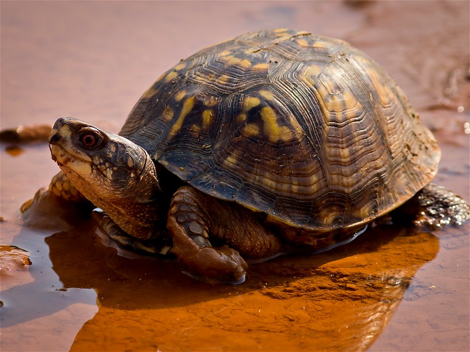 An Eastern Box Turtle (Terrapene carolina carolina) in the mud. Photo taken with an Olympus E-5 in Caldwell County, NC, USA.Cropping and post-processing performed with Adobe Lightroom. photo