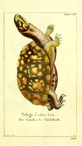 Amph. I.D. 
1. eitu-do Lirolina Linn. 

DtSilin.- ät-(f: