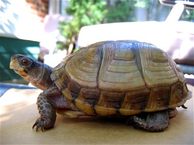 A female North American three-toed box turtle (Terrapene carolina triunguis), approximately 20 years old. She is an indoor pet. Camera: Canon PowerShot A80, photo taken on September 20, 2005. en:Categ