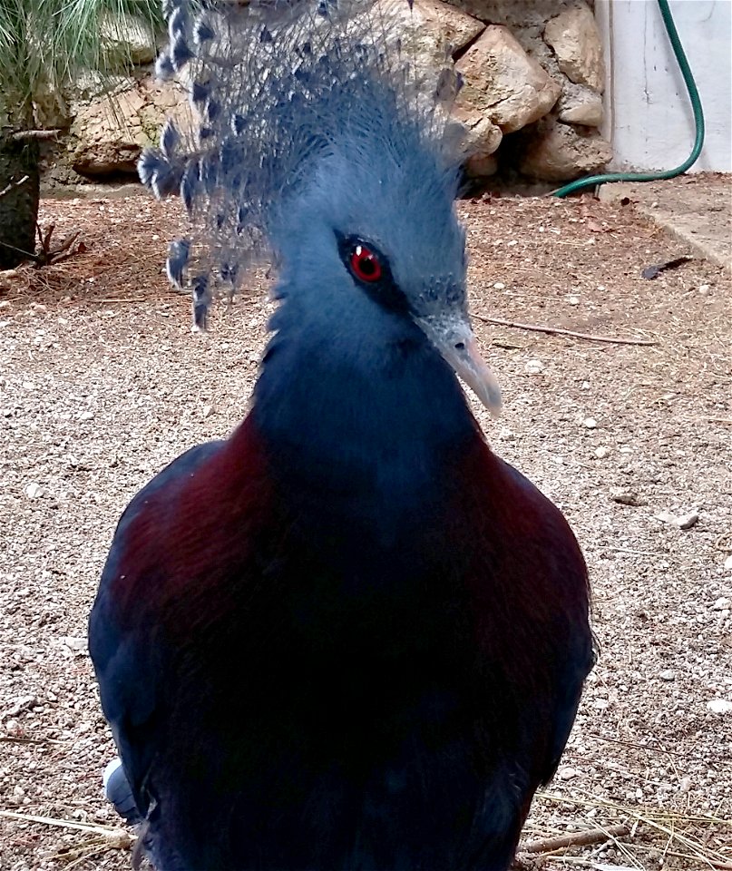 Fächertaube im Vogelpark Turnersee