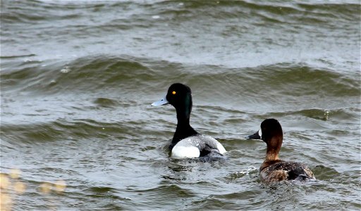 This duck is one of the most common "diving" ducks found in North America. The male has a dark head and a bright blue bill which is why they are commonly referred to as "Bluebills". The female is foll photo