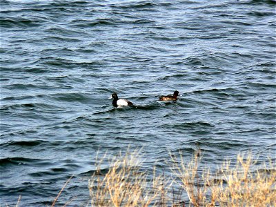 Lesser Scaups male and female