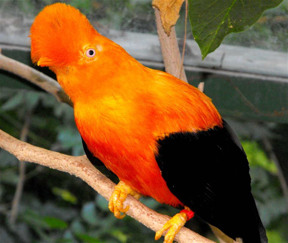 Rupicola peruviana at the San Diego Wild Animal Park, Escondido, California, USA.