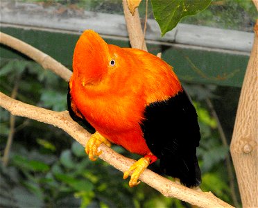 Rupicola peruviana at the San Diego Wild Animal Park, Escondido, California, USA.