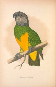 Parrots in captivity /