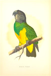 Parrots in captivity. Vol. 1 /