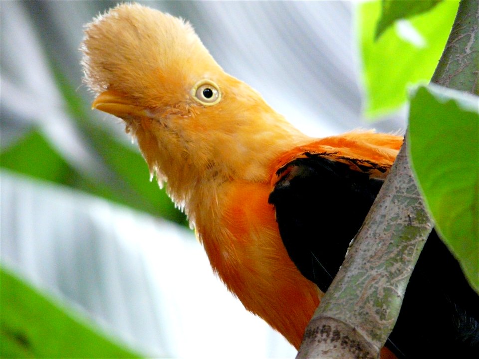 Photograph of the Rupicola peruviana Male. Photo taken at the Zoo Sta Fe Medellin Colombia