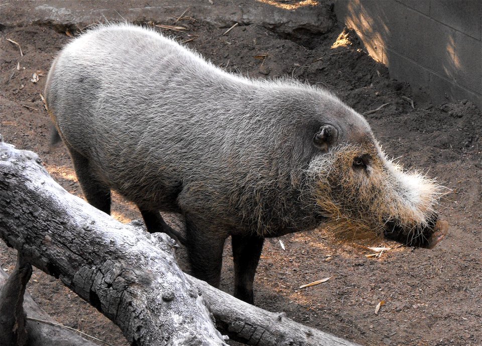 Sus barbatus ssp. barbatus at the San Diego Zoo, California, USA.