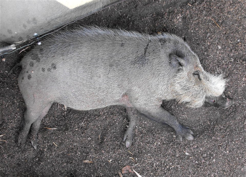 Sleeping Sus barbatus ssp. barbatus at the San Diego Zoo, California, USA.