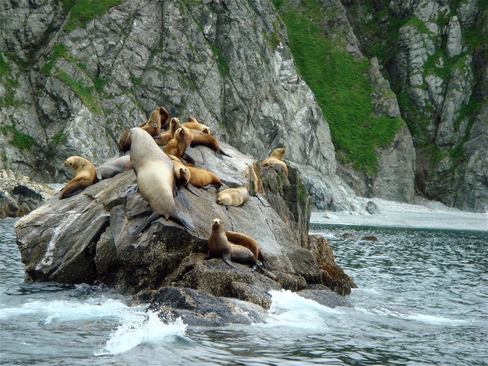 Sea Lions off the coast of Afognak Island near Kodiak Alaska