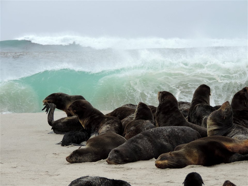 Northern fur seals haul out on San Miguel in the Channel Islands. This swell was caused by Tropical Storm Douglas which had moved north parallel to the Baja Peninsula.

   Image ID: con00038, NOAA's N