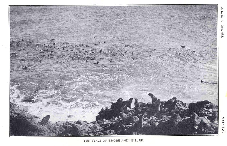 Fur Seals on Shore and in Surf
Subject: Seals (Animals), Northern fur seals
Tag: Aquatic Mammals
