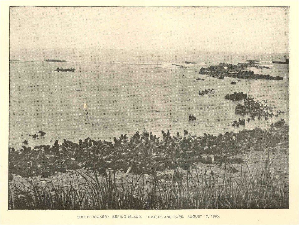 South Rookery, Bering Island. Females and Pups, August 17, 1895
Subject: South Rookery (Bering Island, Russia), Seals (Animals)
Geographic Subject: Russia--Bering Island--South Rookery
Tag: Coasts, Aq