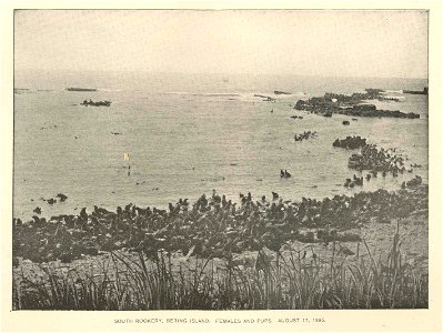 South Rookery, Bering Island. Females and Pups, August 17, 1895
Subject: South Rookery (Bering Island, Russia), Seals (Animals)
Geographic Subject: Russia--Bering Island--South Rookery
Tag: Coasts, Aq
