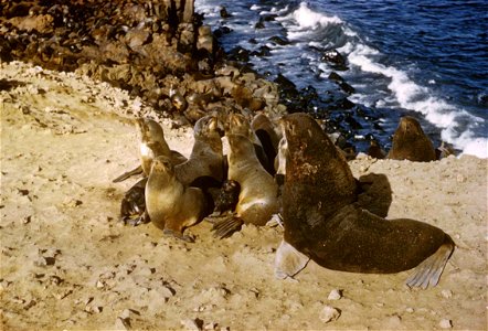 Image title: Fur seal animals Image from Public domain images website, http://www.public-domain-image.com/full-image/fauna-animals-public-domain-images-pictures/seals-and-sea-lions-public-domain-image photo