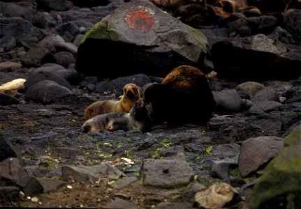Fur seals.