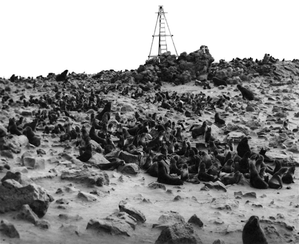 Image title: Fur seals (Callorhinus ursinus) black and white photo
Image from Public domain images website, http://www.public-domain-image.com/full-image/vintage-photography-public-domain-images-pictu