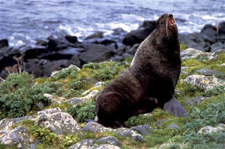 Image title: Northern fur seal callorhinus ursinus
Image from Public domain images website, http://www.public-domain-image.com/full-image/fauna-animals-public-domain-images-pictures/seals-and-sea-lion