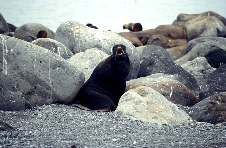 Image title: Northern fur seal on big rocks on beach
Image from Public domain images website, http://www.public-domain-image.com/full-image/fauna-animals-public-domain-images-pictures/seals-and-sea-li