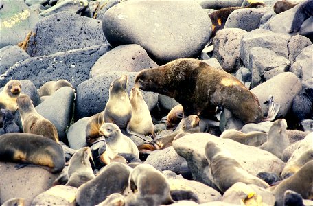 Sea Lions.