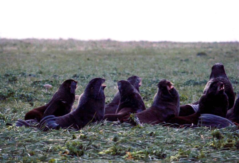 Image title: Subadult northern fur seals
Image from Public domain images website, http://www.public-domain-image.com/full-image/fauna-animals-public-domain-images-pictures/seals-and-sea-lions-public-d