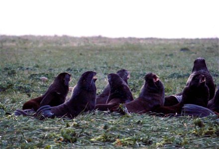 Image title: Subadult northern fur seals
Image from Public domain images website, http://www.public-domain-image.com/full-image/fauna-animals-public-domain-images-pictures/seals-and-sea-lions-public-d