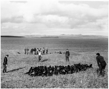 Branding fur seal pups - pod in foreground, table in distance.