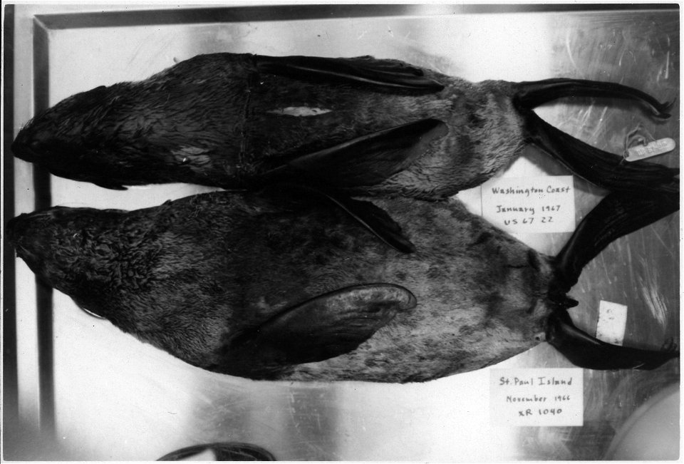 Dead seals, one from Alaska, and one from Washington coast