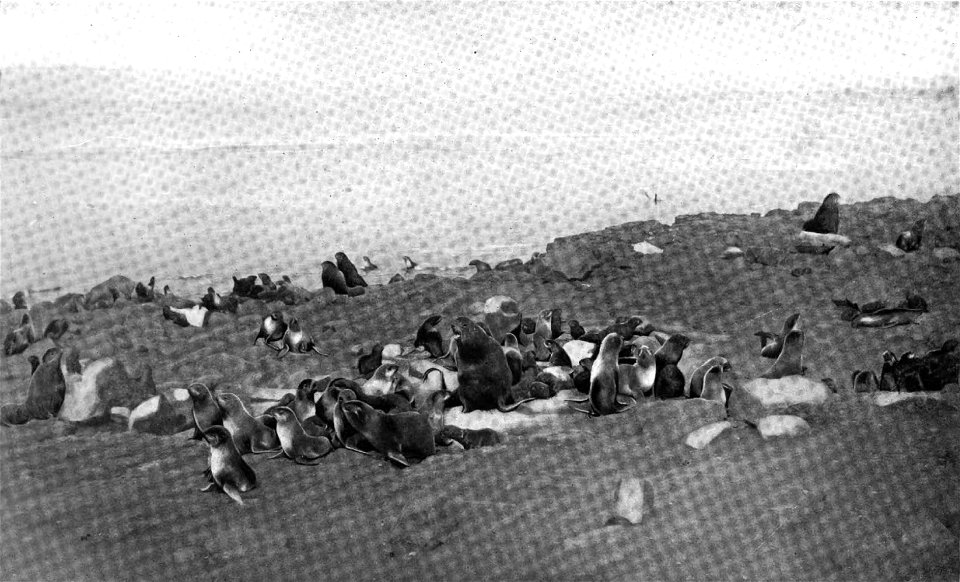 Photograph of a fur seal (Otoës alascanus) herd on Pribilof Island.
