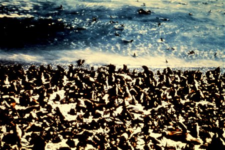 Bedlam on the beach. Hundreds of fur seals seen in this view of a seal rookery on St. Paul Island. photo