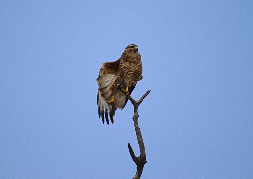 Morning wood pilanesberg