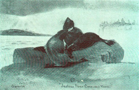 Old Bulls Fighting
Fur Seals in Deadly Combat; a Thousand such Conflicts are in simultaneous Action during every Minute of the Breeding Season in the Pribylov Islands

Subject: Southern fur seals
Tag: