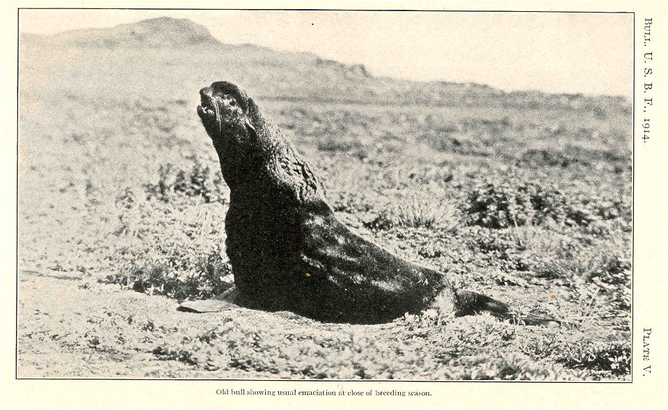 Old Bull showing usual emaciation at close of breeding season
Subject: Northern fur seal
Tag: Aquatic Mammals