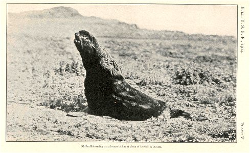 Old Bull showing usual emaciation at close of breeding season
Subject: Northern fur seal
Tag: Aquatic Mammals