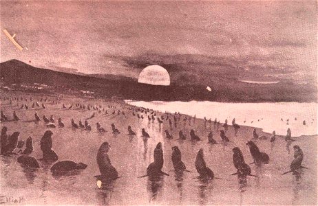 Arrival of the Fur Seal Millions
Holluschickie hauling on Lukannon Sands; Myriads come out from the Sea in a single cool foggy night by this manner of progression

Subject: Southern fur seals
Tag: Aqu