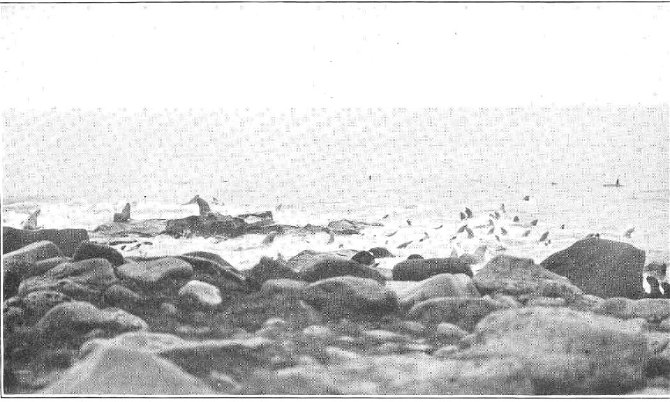 Sea lions in water at sea lion rookery, Pribilof Islands
Subject: Sea lions, Pribilof Islands (Alaska)
Geographic Subject: United States--Alaska--Pribilof Islands
Tag: Aquatic Mammals