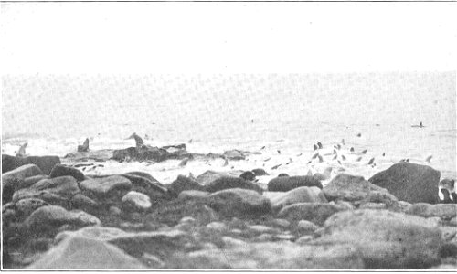 Sea lions in water at sea lion rookery, Pribilof Islands
Subject: Sea lions, Pribilof Islands (Alaska)
Geographic Subject: United States--Alaska--Pribilof Islands
Tag: Aquatic Mammals