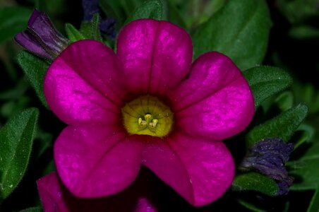 Violet blossom bloom