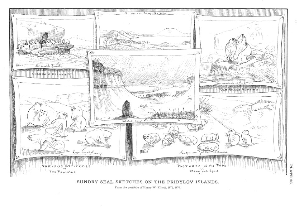 Sundry Seal Sketches on the Pribylov Islands
Subject: Seals
Tag: Aquatic Mammals