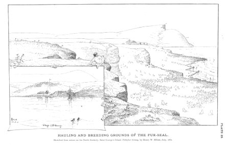 Hauling and Breeding Grounds of the Fur-Seal
Sketched from nature on the North Rookery, Saint George's Island, Pribylov Group

Subject: Northern fur seal, Callorhinus, Seals
Tag: Aquatic Mammals