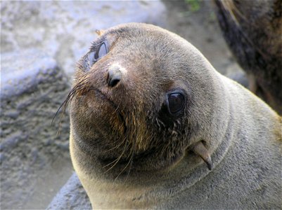 Photo: Northern Fur Seal on St. Paul Island, part of the Alaska Maritime National Wildlife Refuge, by Greg Thompson/USFWS.