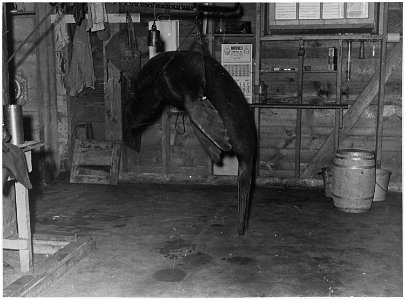 Weighing a dead seal
