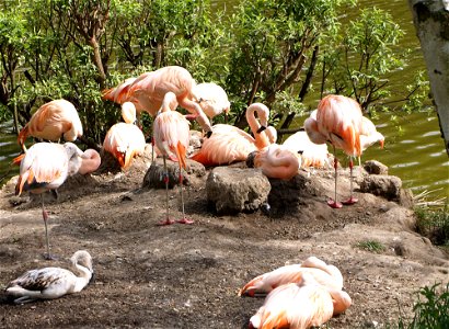 Poznańskie nowe zoo photo