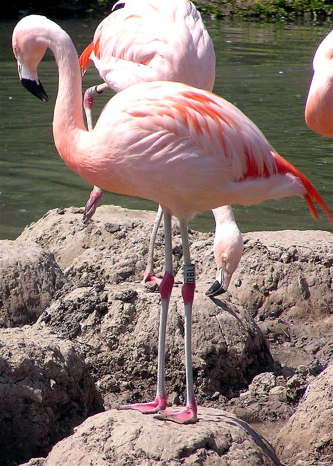 Chilean Flamingo at Slimbridge Wildfowl and Wetlands Centre, Gloucestershire, England.

Photographed by Adrian Pingstone in June 2004 and released to the public domain.