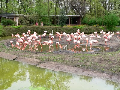 Tierpark Berlin - Flamingos photo