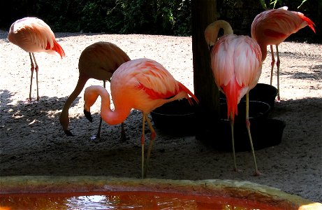 Chilean flamingoes eating, drinking, and preening photo